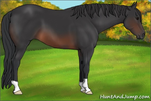 Horse Color: Brown 