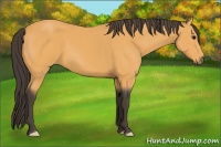 Horse Color:Buckskin 