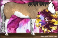 Horse Color:Buckskin Dun Splash 