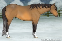 Horse Color:Buckskin 