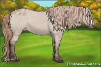 Horse Color:Liver Red Dun Appaloosa 