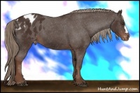 Horse Color:Liver Chestnut Appaloosa 