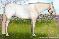 Horse Color:Gold Champagne Snowcap 