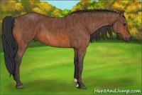 Horse Color:Bay  Brindle