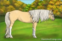 Horse Color:Palomino 