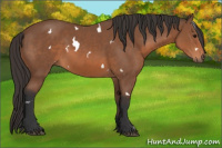 Horse Color:White Spotted Bay Rabicano
