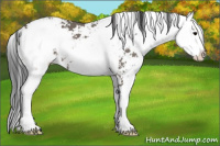 Horse Color:Black Sabino 
