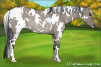 Horse Color:White Spotted Grullo Roan Rabicano 