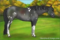 Horse Color:White Spotted Black Tobiano 