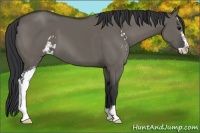 Horse Color:Grullo Sabino 