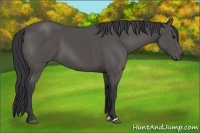 Horse Color:Black Sabino 
