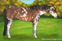 Horse Color:Bay Sabino 