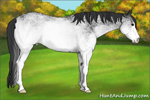 Horse Color: White Spotted Black Sabino 