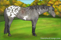 Horse Color:White Spotted Black Sabino Appaloosa 