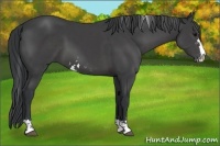 Horse Color:Black Sabino 