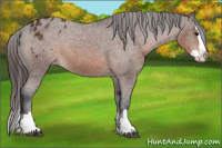 Horse Color:Brown Sabino Splash Appaloosa 