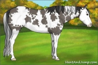 Horse Color:White Spotted Grullo Splash 