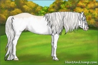 Horse Color:Cremello Splash 