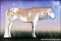 Horse Color:White Spotted Silver Bay Splash Appaloosa