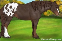 Horse Color:Liver Chestnut Appaloosa 