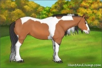 Horse Color:Bay Splash Tobiano 
