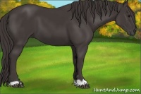 Horse Color:Smoky Black 