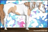 Horse Color:Gold Champagne Splash Tobiano 