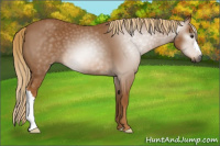 Horse Color:Gray Chestnut 