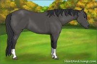 Horse Color:Black Tobiano 