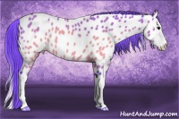 Horse Color:Watercolor Brown Splash Appaloosa 