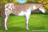 Horse Color:Bay Splash Blanket 
