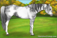 Horse Color:White Spotted Blue Roan Splash Frame