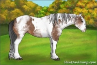 Horse Color:White Spotted Bay Splash Tobiano 