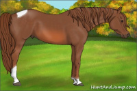 Horse Color:Liver Chestnut Tobiano 
