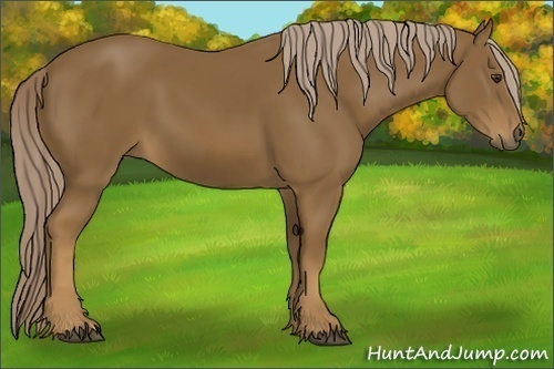 Horse Color: Chocolate Palomino 