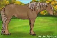 Horse Color:Chocolate Palomino 