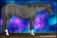 Horse Color:Liver Chestnut Appaloosa