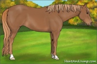 Horse Color:Chestnut 