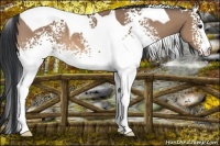 Horse Color:White Spotted Bay Dun Tobiano