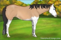 Horse Color:Bay Roan Dun Splash 