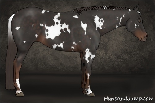 Horse Color: White Spotted Liver Chestnut 