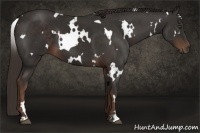 Horse Color:White Spotted Liver Chestnut 