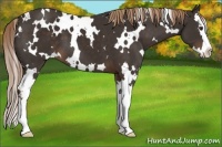 Horse Color:White Spotted Liver Chestnut Splash 