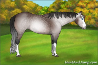 Horse Color:Gray Brown Sabino Splash 