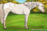 Horse Color:Red Dun Blanket 