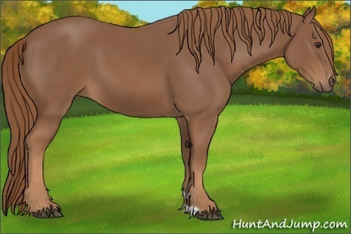 Horse Color: Chestnut 
