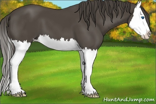 Horse Color:Smoky Black Splash