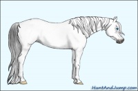 Horse Color:Gray White Spotted Smoky Black Splash Frame 