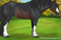 Horse Color:Brown Rabicano