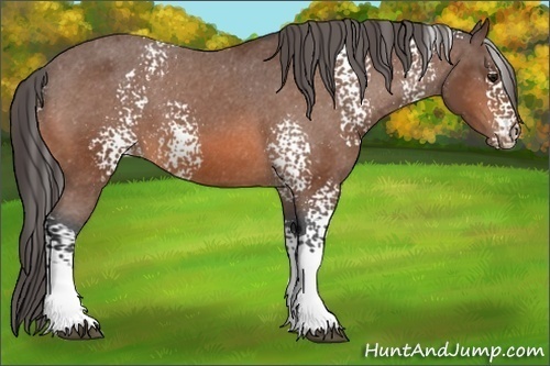 Horse Color: White Spotted Bay Varnish 